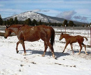 KatieFoal