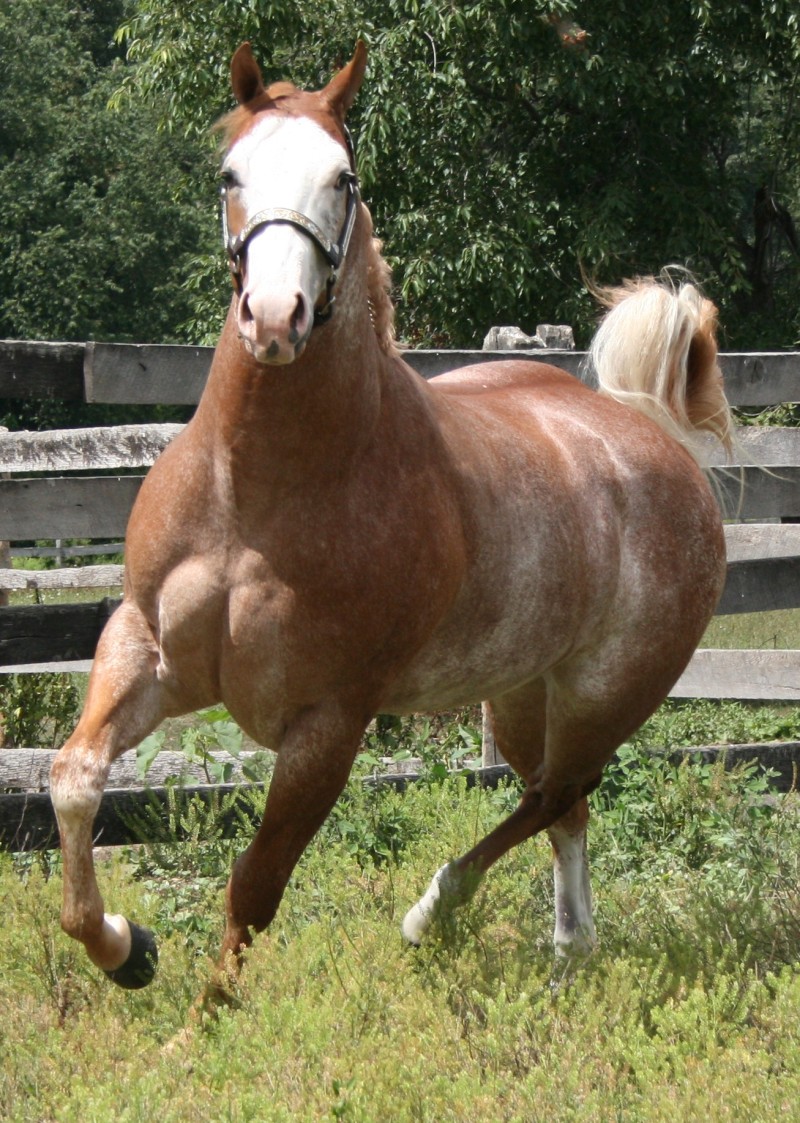 TessRun