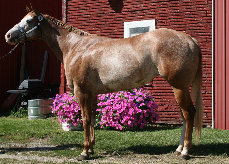 Tess