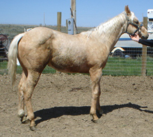 Cowboy10