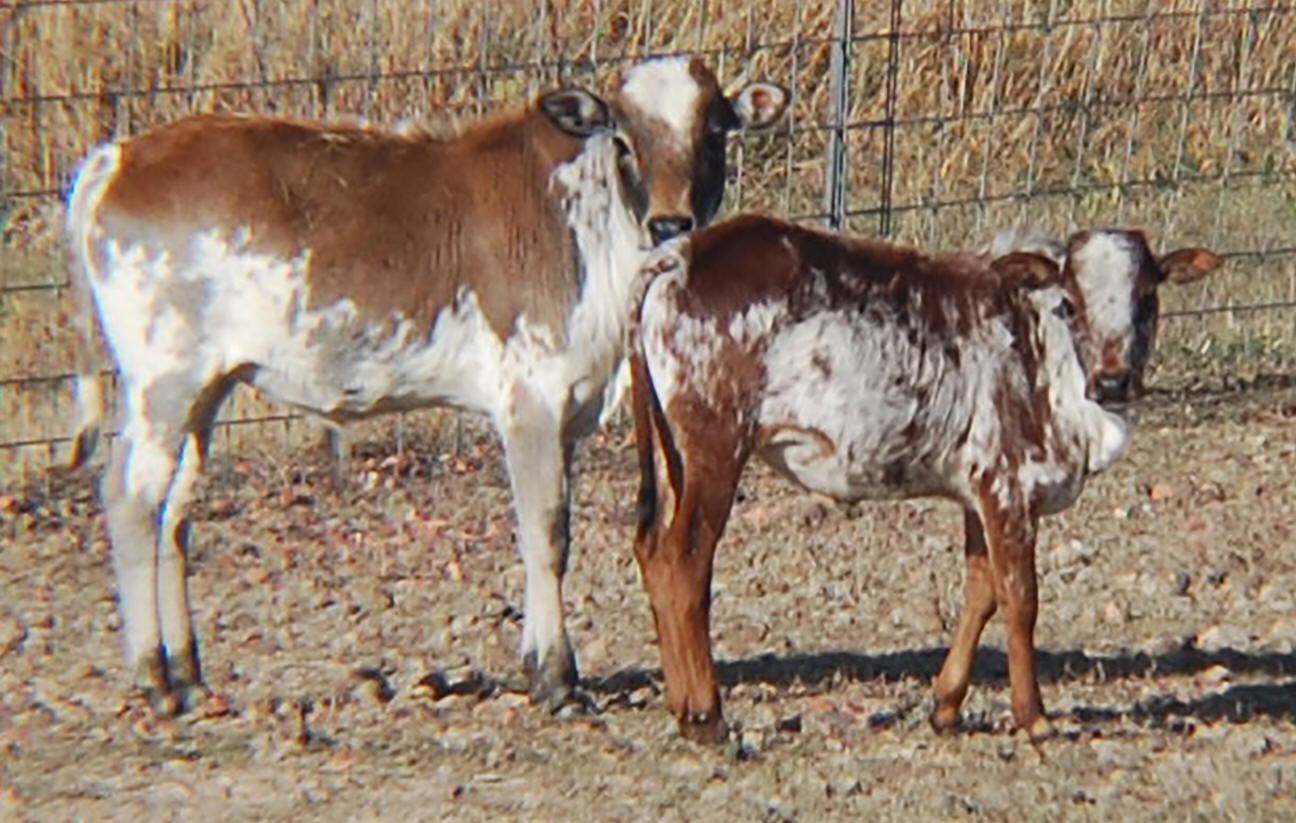 Calves