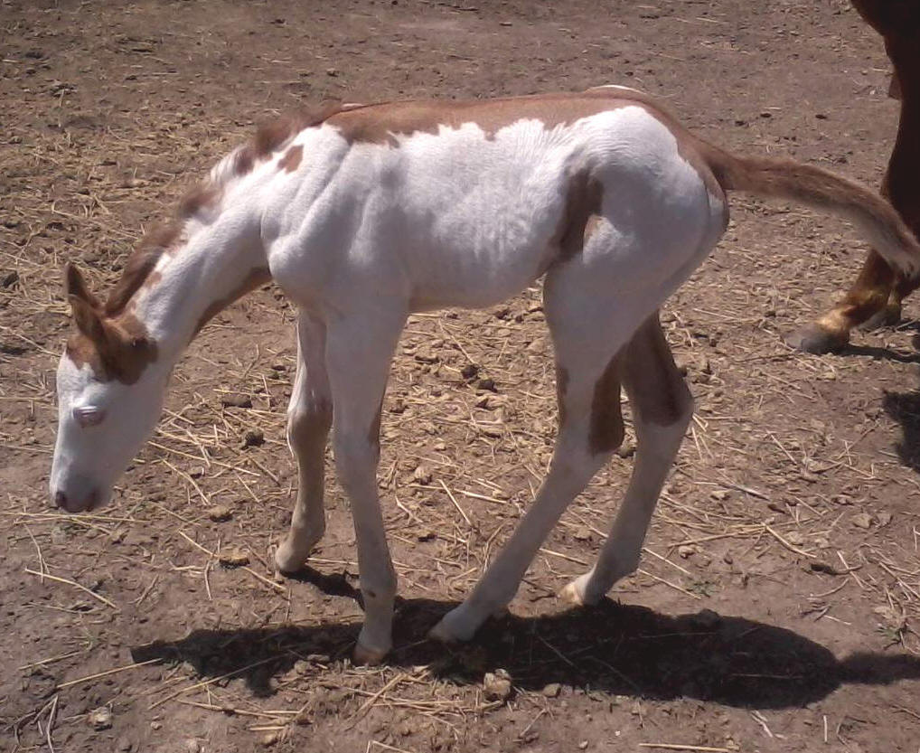 Tweeten2011Colt