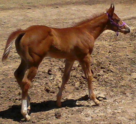 Bumper2011