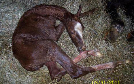 Duchess2011Filly